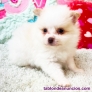 Fotos del anuncio: Regalo Cachorros de Pomerania ya disponible +34 613 33 5959