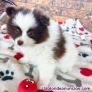 Fotos del anuncio: Regalo Cachorros de Pomerania ya disponible +34 613 33 5959