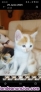 Fotos del anuncio: Regalo gatitos
