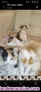 Fotos del anuncio: Regalo gatitos
