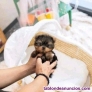 Fotos del anuncio: Yorkshire y Chihuahua toy Texto  691110490