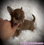Fotos del anuncio: Yorkshire y Chihuahua toy Texto  691110490