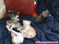 Fotos del anuncio: Se dan en adopcin 5 cachorros de gatitos
