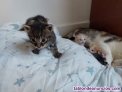 Fotos del anuncio: Se dan en adopcin 5 cachorros de gatitos