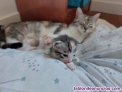 Fotos del anuncio: Se dan en adopcin 5 cachorros de gatitos