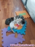 Fotos del anuncio: Se dan en adopcin 5 cachorros de gatitos