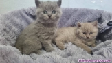 Fotos del anuncio: British Longhair