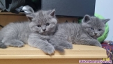 Fotos del anuncio: British Longhair