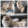 Fotos del anuncio: Gatitos persas calidad