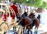 Fotos del anuncio: Alquiler de Carroza de la Cenicienta de Caballos ....