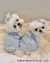 Fotos del anuncio: Maltese cachorros  toy Texto 691110490