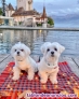 Fotos del anuncio: Maltese cachorros  toy Texto 691110490