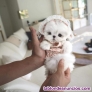 Fotos del anuncio: Maltese cachorros  toy Texto 691110490