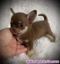 Fotos del anuncio: Chihuahua toy Texto 691110490