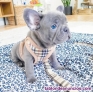 Fotos del anuncio: Bulldog francs Texto 691110490