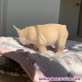 Fotos del anuncio: Bulldog francs Texto 691110490