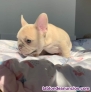 Fotos del anuncio: Bulldog francs Texto 691110490