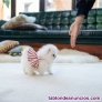 Fotos del anuncio: Pomerania toy Texto 691110490