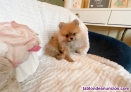Fotos del anuncio: Pomerania toy Texto 691110490