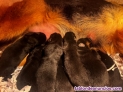 Pastor Almn cachorro criadero de elite Valencia Madrid Barcelona pedigree 