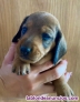 Teckel miniatura perros cachorros criadero Valencia Madrid Barcelona