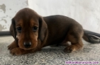 Fotos del anuncio: Teckel miniatura perros cachorros criadero Valencia Madrid Barcelona