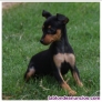 Regalo Miniatura Pinscher :+34 613655850