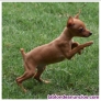 Fotos del anuncio: Regalo Miniatura Pinscher :+34 613655850