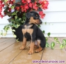Fotos del anuncio: Regalo Miniatura Pinscher :+34 613655850
