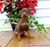 Fotos del anuncio: Regalo Miniatura Pinscher :+34 613655850