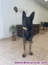 Fotos del anuncio: Se Traspasa Peluquera Canina en el Maresme