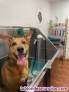 Fotos del anuncio: Se Traspasa Peluquera Canina en el Maresme