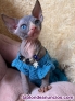 Fotos del anuncio: Gatitos sphynx Texto 691110490