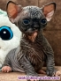 Fotos del anuncio: Gatitos sphynx Texto 691110490
