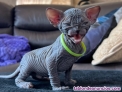 Fotos del anuncio: Gatitos sphynx Texto 691110490