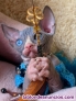 Fotos del anuncio: Gatitos sphynx Texto 691110490
