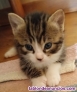 Fotos del anuncio: Regalo gatitos 