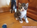 Fotos del anuncio: Regalo gatitos 
