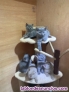 Gatitos de raza British Shorthair.WhatsApp 603;;16;;84;;87