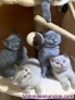 Fotos del anuncio: Gatitos de raza British Shorthair.WhatsApp 603;;16;;84;;87