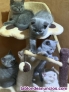 Fotos del anuncio: Gatitos de raza British Shorthair.WhatsApp 603;;16;;84;;87
