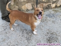 Fotos del anuncio: Perrito tamao pequeo 