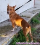 Fotos del anuncio: Perrito tamao pequeo 