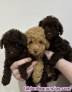 Fotos del anuncio: Regalo Caniche Toy Whatsapp 632004659
