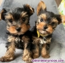 Regalo de cachorros Yorkshire Terrier