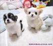 Fotos del anuncio: Chihuahua toy Texto 691110490