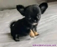 Fotos del anuncio: Chihuahua toy Texto 691110490