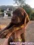 Fotos del anuncio: Cachorros braco de weimar 