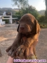 Fotos del anuncio: Cachorros braco de weimar 