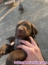 Fotos del anuncio: Cachorros braco de weimar 